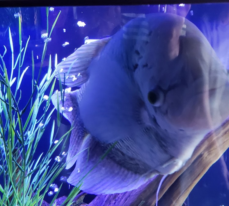 aquarium-technologies-photo